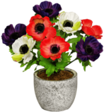 Colourful Anemones In A Pot