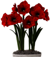 Red Amaryllis In Flower Pot