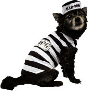 Dog in prisoner costume