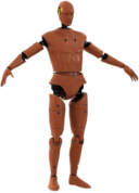Male Crash Test Dummy