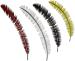 Feathers Collection