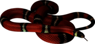 Red Black Snake