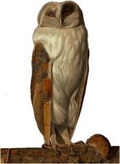 Vintage Barn Owl Illustration