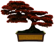 Bonsai With Red Leaves