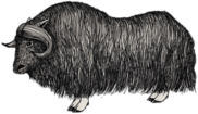 Muskox Drawing
