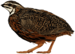 African Harlequin Quail