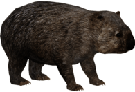 Common Wombat