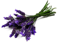 Lavender Bunch Close Up