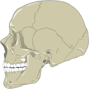 Human Skull Side View