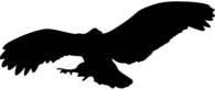 Bird Silhouette Eagle