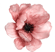 Beautiful Pink Flower Drawing