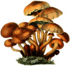 Group Of Mushrooms Vintage Illustration