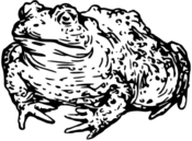 Toad Drawing Black and White