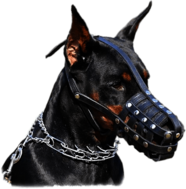 Dobermann Wearing Muzzle