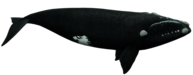 Right Whale