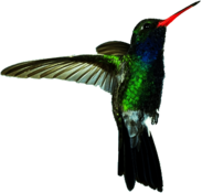 Hummingbird Red Green