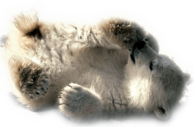 Polar Bear Baby Playing