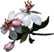 Apple Tree Flowers
