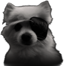 Gabe the Dog Eyepatch
