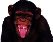 Chimpanzee Sticking Out Tongue