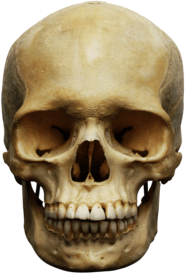 Human Skull White