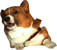 Surprised Corgi Dog