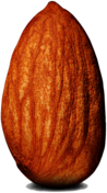 Almond Single