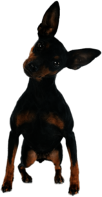 Mini Doberman Pinscher