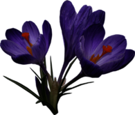Crocus Trio