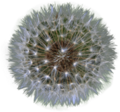 Dandelion Seed