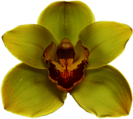 Yellow Orchid