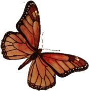 Brown Rose Butterfly