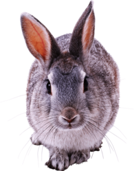 Grey Rabbit Front View
