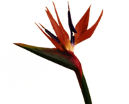 Bird Of Paradise Flower