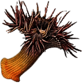 British Sea Anemone Drawing