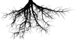 Roots