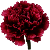 Wellington Carnation