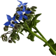 Borage