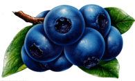 Blueberries Drawing
