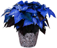 Blue Poinsettia