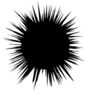 Black Sea Urchin Illustration