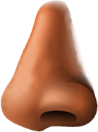 Human Nose Clipart