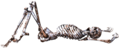 Skeleton Lying on Back