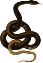 Snake Light Brown