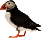 Puffin Side View