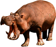 Hippopotamus Left