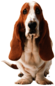 Basset Dog Front
