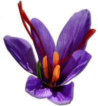 Purple Saffron Flower