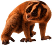 Slow Loris