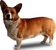 Corgi Dog Side View